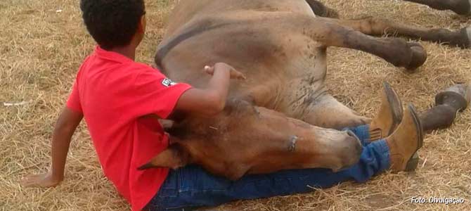 Chorando muito, menino tenta consolar burrinho abandonado após acidente e salva a vida dele.