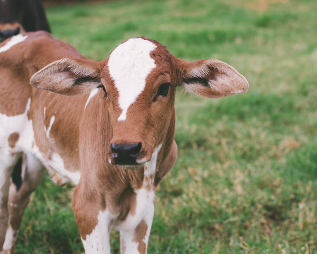 Em conferência, pecuaristas do leite dizem que veganos são ‘uma minoria com vozes muito altas’