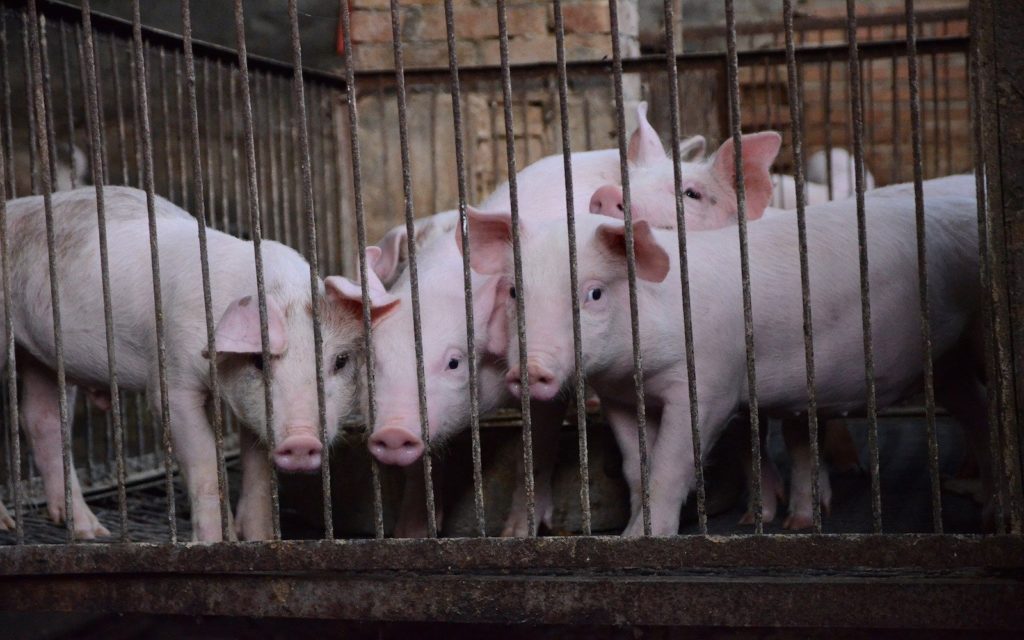 Fábricas de suínos estão poluindo o ar e causando riscos à saúde das pessoas em Iowa.