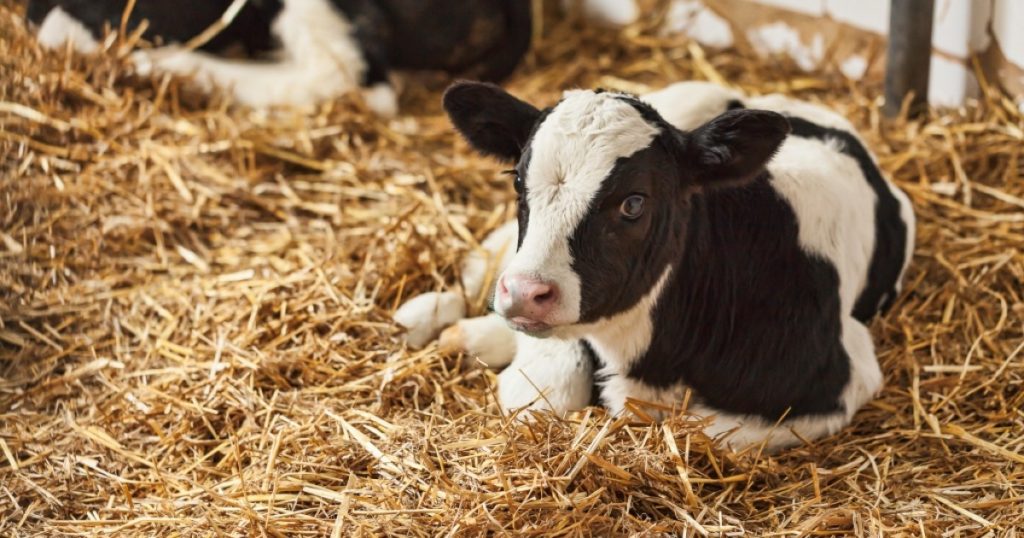 Comer queijo é mais cruel com os animais do que comer carne?