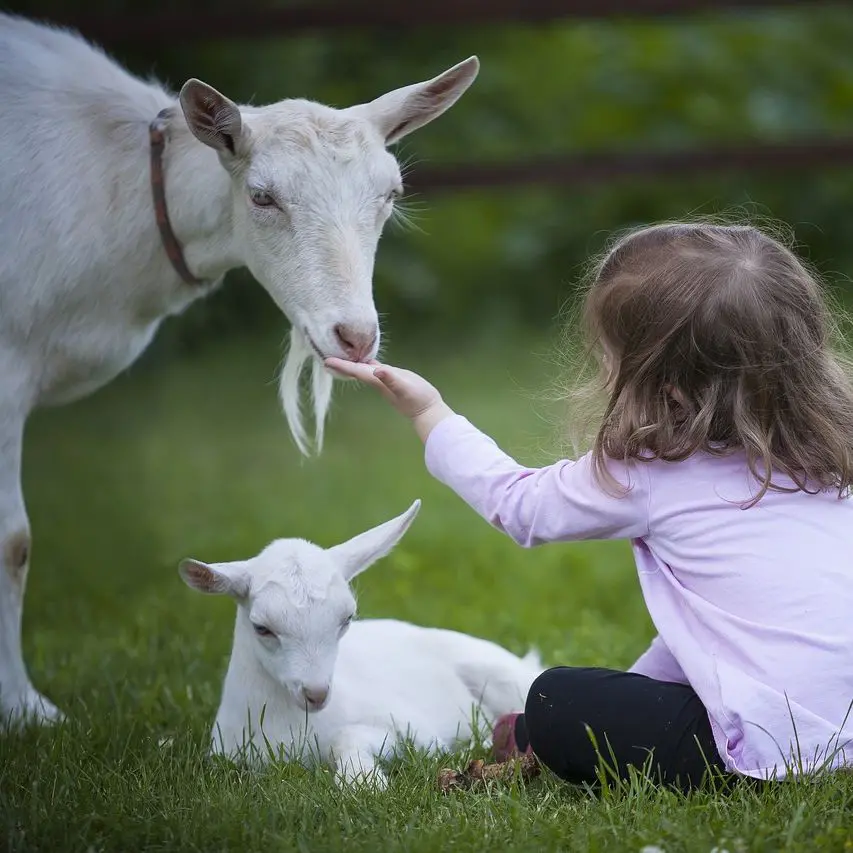 Pesquisa do IBOPE aponta crescimento histórico no número de vegetarianos no Brasil Pesquisa do IBOPE aponta crescimento histórico no número de vegetarianos no Brasil