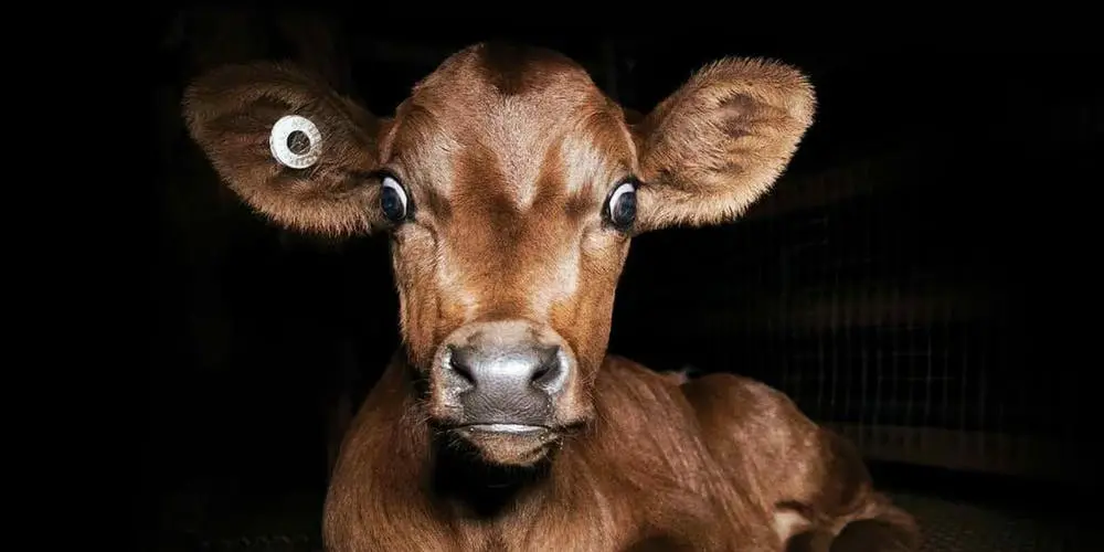 “Dominion”, novo documentário sobre veganismo, está disponível para assistir online “Dominion”, novo documentário sobre veganismo, está disponível para assistir online