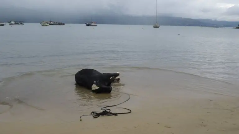 Vereadores aprovam repúdio ao “PL dos Bois” em São Sebastião (SP) Vereadores aprovam repúdio ao “PL dos Bois” em São Sebastião (SP)