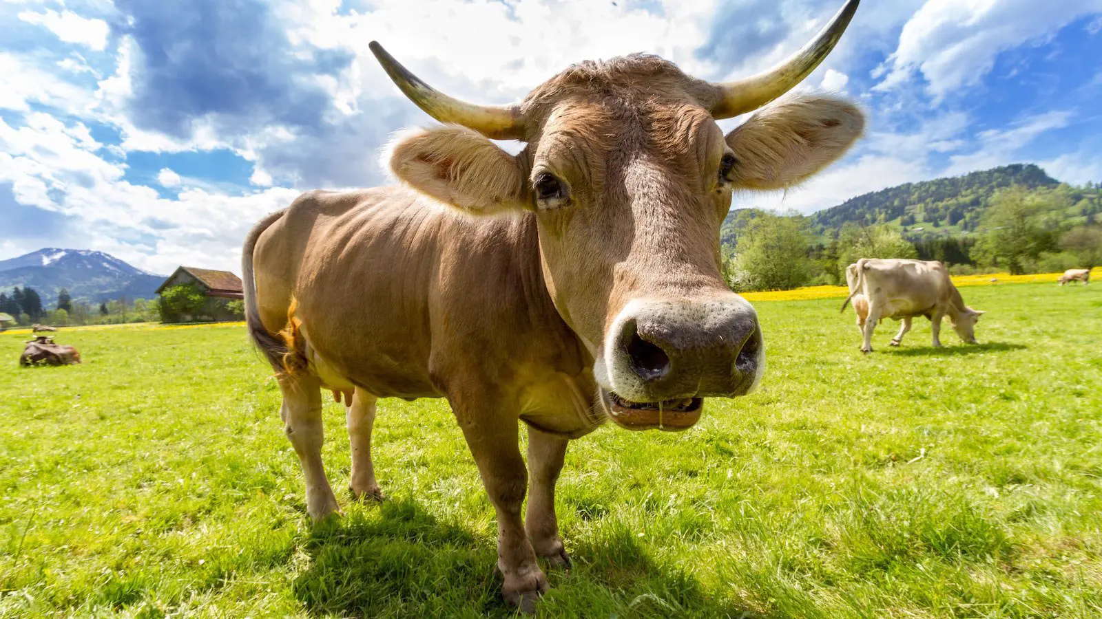 O Programa Ambiental da ONU acabou de declarar a carne como o maior problema do mundo! e o tratamento desumano dos animais. O Programa Ambiental da ONU acabou de declarar a carne como o maior problema do mundo! e o tratamento desumano dos animais.