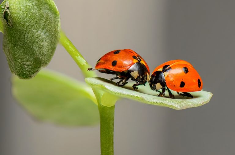 É preciso salvar todos os insetos para salvar a existência humana