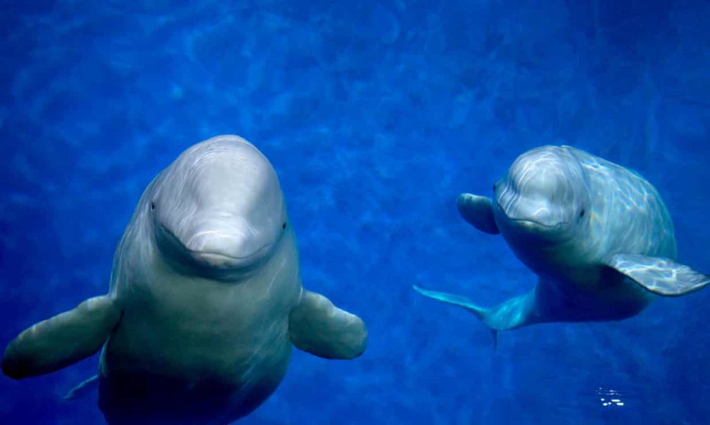 Esforços para salvar baleias e golfinhos são recompensados mundialmente.