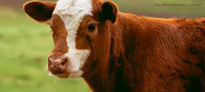 Em 2040, 60% da carne não virá de abate animais, aponta uma das maiores consultorias do mundo Em 2040, 60% da carne não virá de abate animais, aponta uma das maiores consultorias do mundo