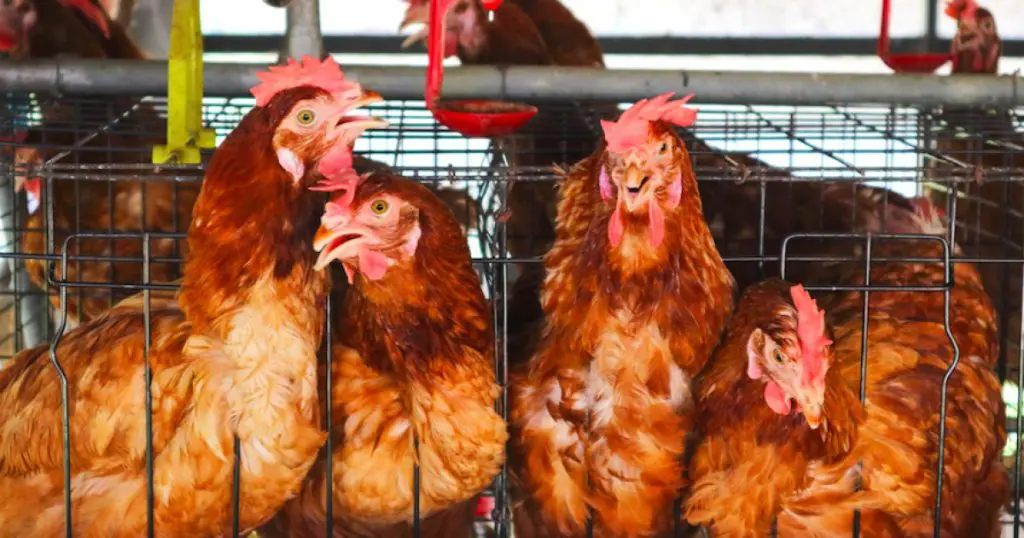 Entenda como a Mercy For Animals trabalha para acabar com o confinamento de galinhas em gaiolas na indústria de ovos Entenda como a Mercy For Animals trabalha para acabar com o confinamento de galinhas em gaiolas na indústria de ovos