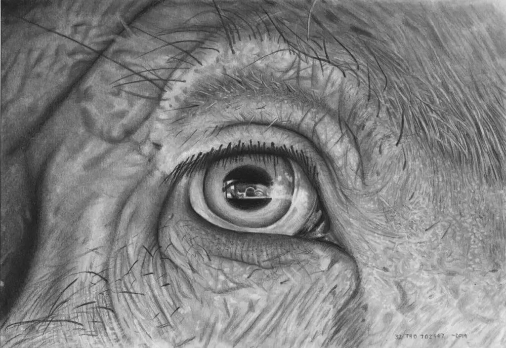 Artista inglês registra expressões dos animais que matamos Artista inglês registra expressões dos animais que matamos