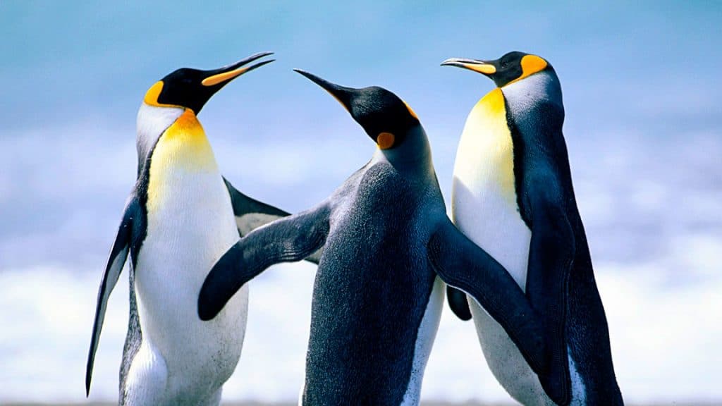 Mais da metade dos pinguins-imperadores do mundo morrerão em 80 anos