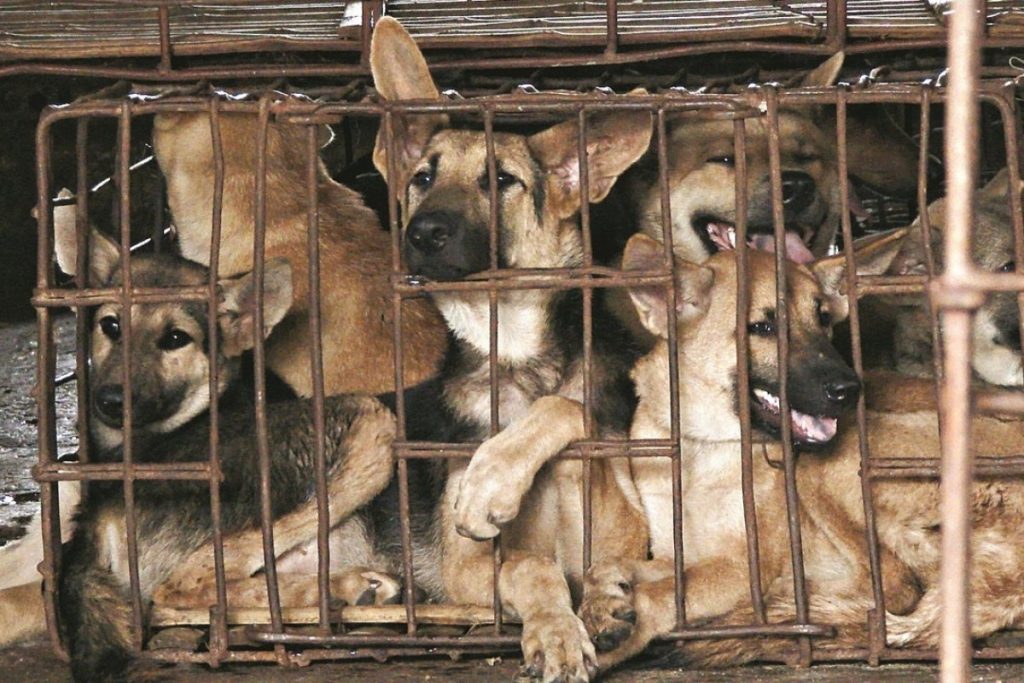 Comércio de carne de cachorro chega ao fim em Seul.