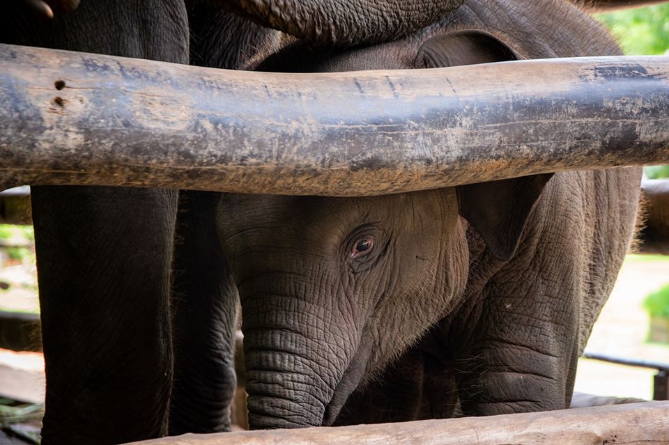 Filhotes de elefantes são criados e treinados para abastecer a indústria do turismo na Tailândia