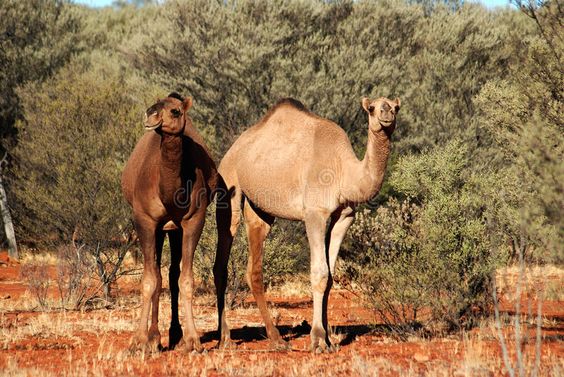 Massacre de 10 mil camelos começa amanhã para impedir que bebam muita água