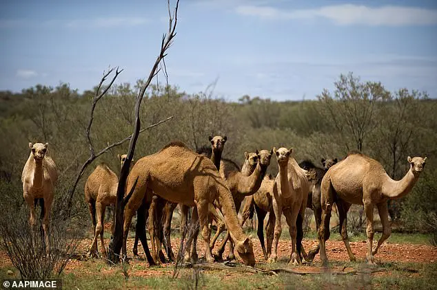 Massacre de 10 mil camelos começa amanhã para impedir que bebam muita água Massacre de 10 mil camelos começa amanhã para impedir que bebam muita água