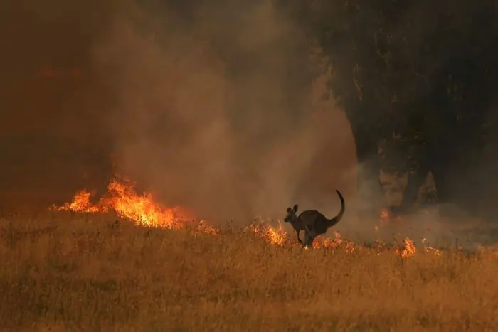 Cangurus aflitos correm para salvar suas vidas do fogo que destrói seu habitat Cangurus aflitos correm para salvar suas vidas do fogo que destrói seu habitat