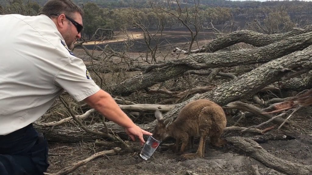 Cangurus aflitos correm para salvar suas vidas do fogo que destrói seu habitat