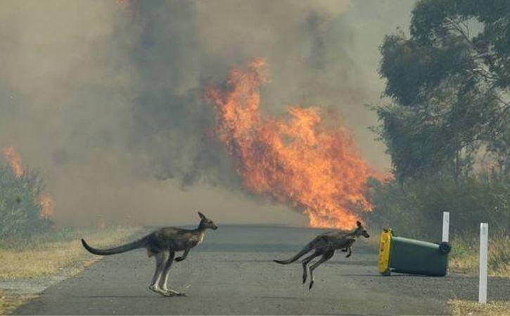 Cangurus aflitos correm para salvar suas vidas do fogo que destrói seu habitat